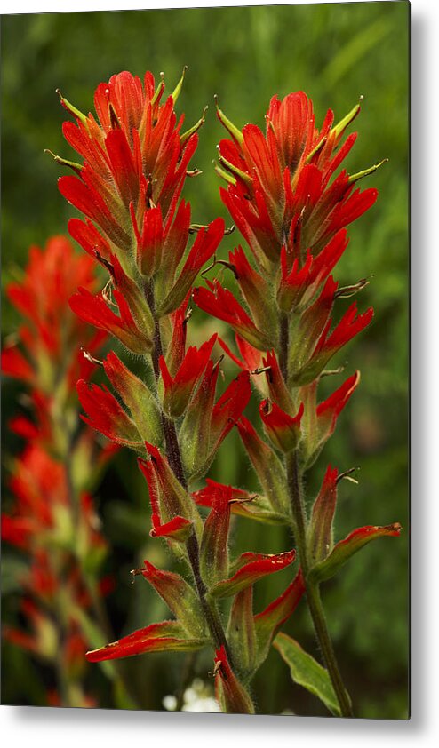 Colorado Metal Print featuring the photograph Indian Paintbrush by Alan Vance Ley