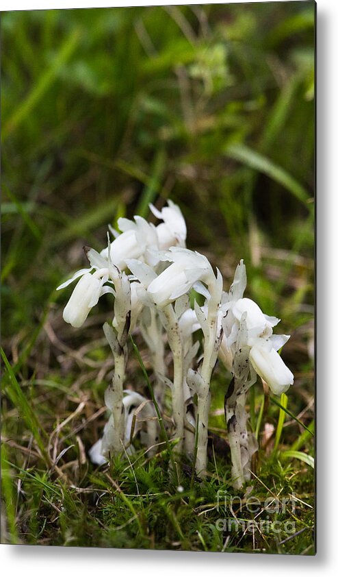 Nature Metal Print featuring the photograph Indian-pipe by Linda Freshwaters Arndt