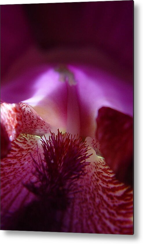 By Jana Russon Metal Print featuring the photograph Inner Iris_4of4_Purple by Jana Russon