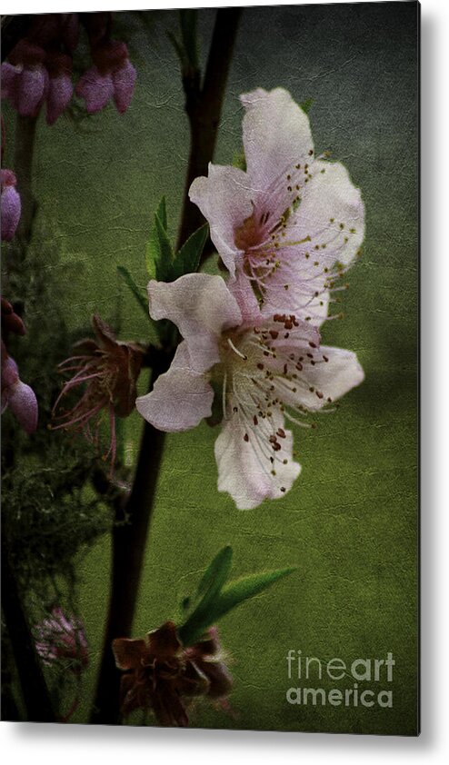 Flowers Metal Print featuring the photograph Into Spring by Lori Mellen-Pagliaro