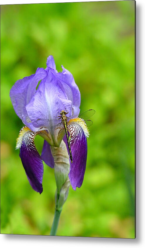 Iris Germanica Metal Print featuring the photograph Iris and the Dragonfly 7 by Jai Johnson