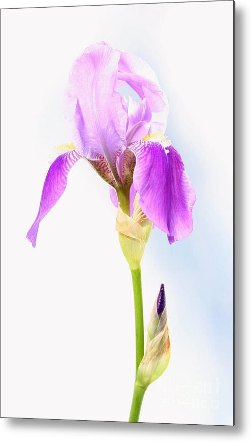 Flower Metal Print featuring the photograph Iris on a Sunny Day by Steve Augustin