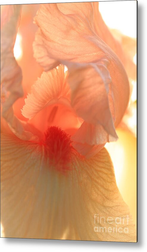 Iris Metal Print featuring the photograph Iris Study 2 by Jeanette French
