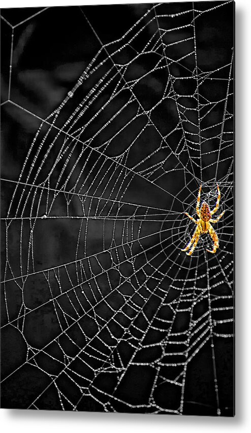 Bugs Metal Print featuring the photograph Itsy Bitsy Spider My Ass 3 by Steve Harrington