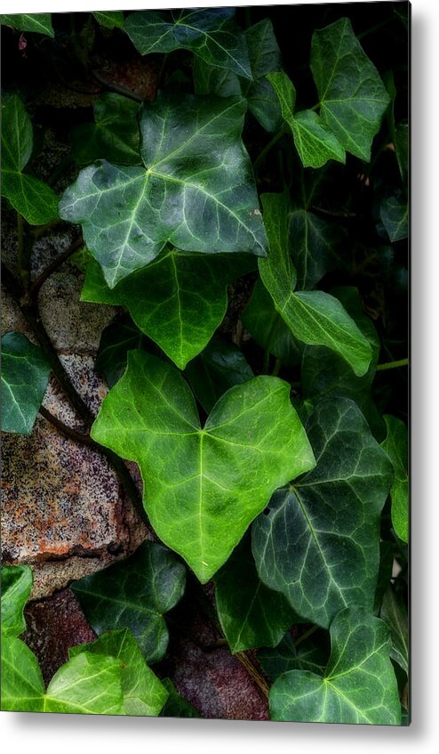 Ivy Metal Print featuring the photograph Ivy over Rocks by Steve Hurt