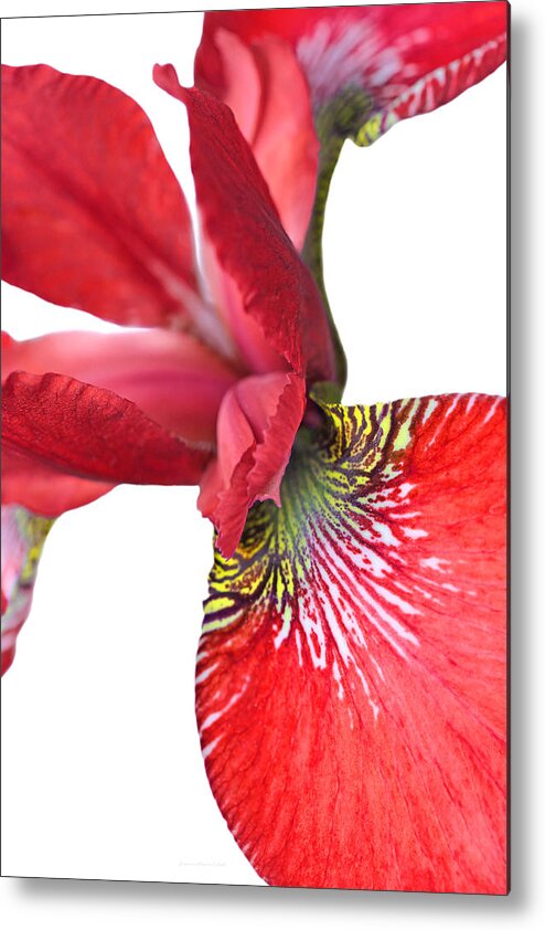Iris Metal Print featuring the photograph Japanese Iris Red White Two by Jennie Marie Schell