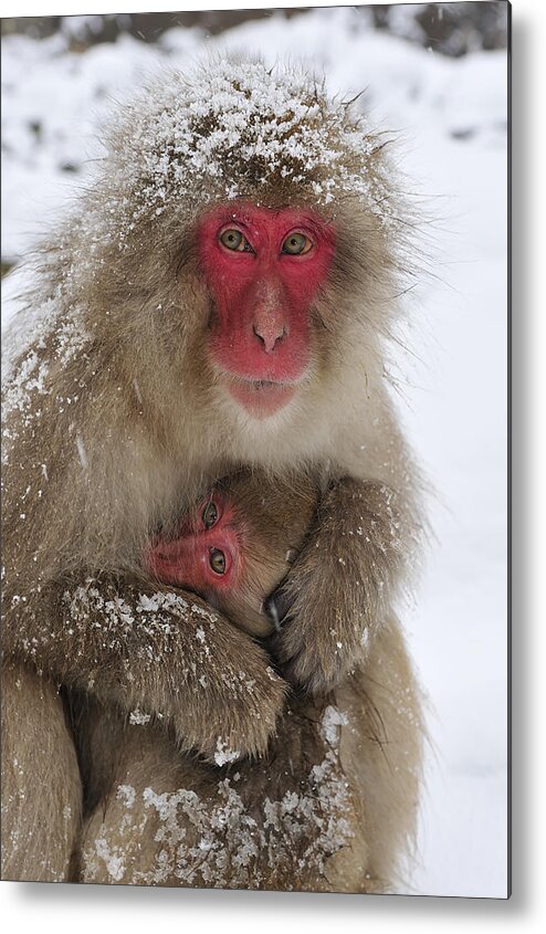Thomas Marent Metal Print featuring the photograph Japanese Macaque Warming Baby by Thomas Marent