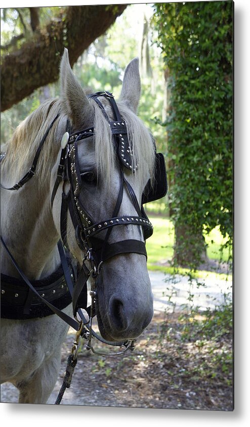 Horse And Buggy Metal Print featuring the photograph Jekyll Horse by Laurie Perry