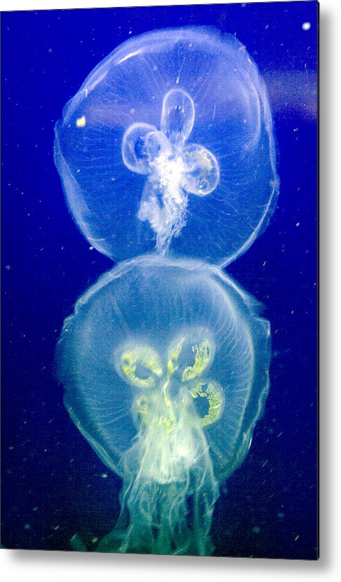 Aquarium Metal Print featuring the photograph Jellyfish by Gene Walls