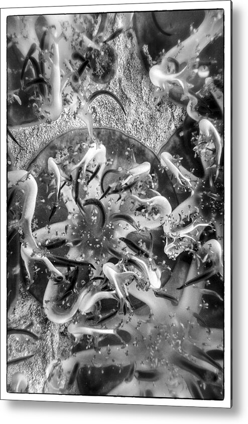 Fish Metal Print featuring the photograph Jellyfish Upclose by Nancy Strahinic