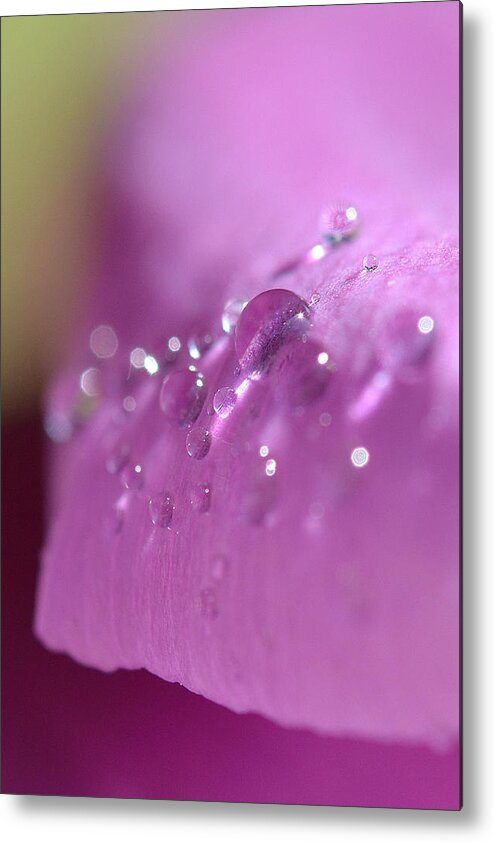 Flower Metal Print featuring the photograph Jewels of Art by Melanie Moraga