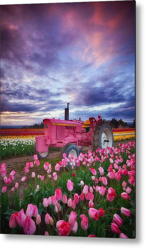 Tulips Metal Print featuring the photograph John Deere Pink by Darren White