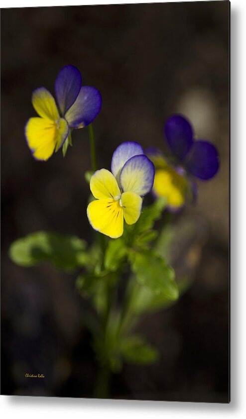 Flowers Metal Print featuring the photograph Johnny Jump Up - Viola Tricolor Wildflowers by Christina Rollo