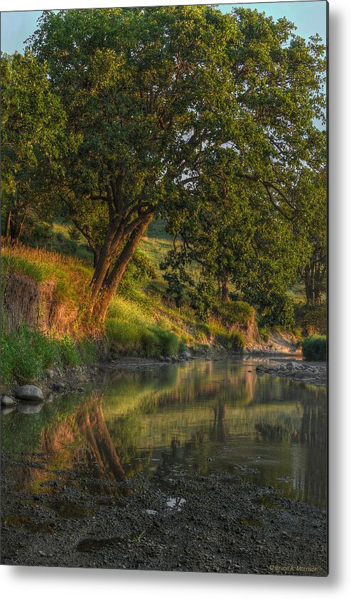 Landscape Metal Print featuring the photograph July Morning along the Creek by Bruce Morrison