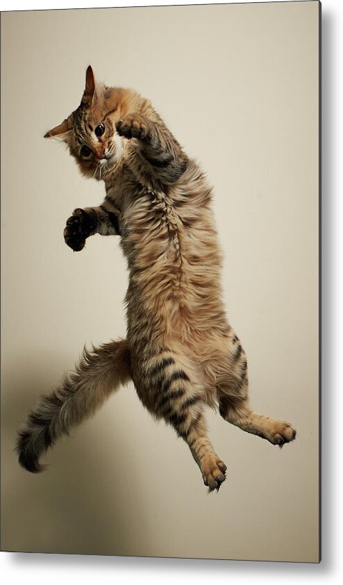 Pets Metal Print featuring the photograph Jumping Long-haired Tabby Cat by Akimasa Harada