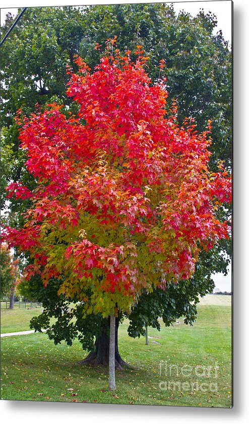 Battlefields Metal Print featuring the photograph Just a Bit Flashy by Kathy McClure