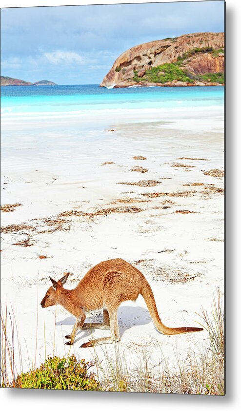 Water's Edge Metal Print featuring the photograph Kangaroos On Beach, Esperance by John W Banagan
