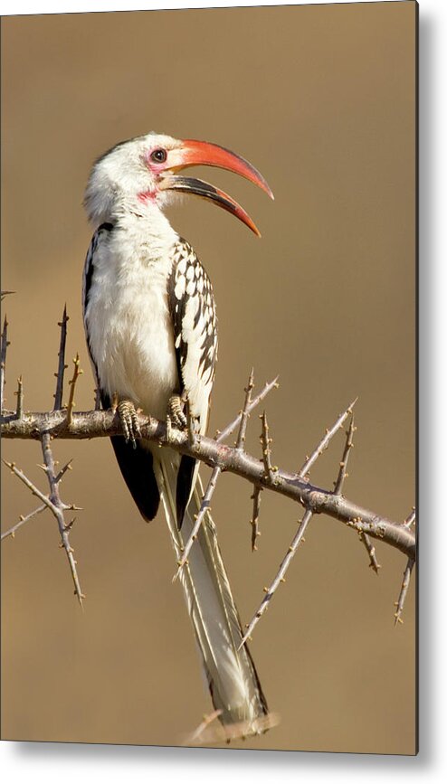 Africa Metal Print featuring the photograph Kenya Red-billed Hornbill Bird Perched by Jaynes Gallery