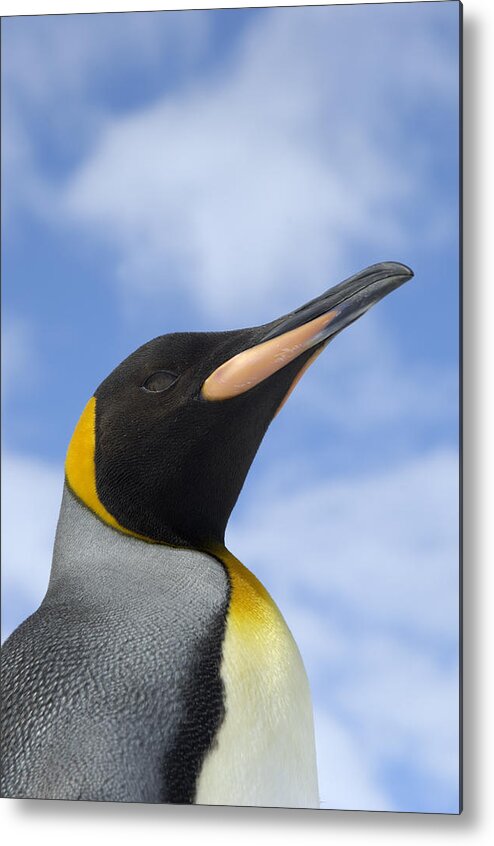 Flpa Metal Print featuring the photograph King Penguin Portrait St Andrews Bay by Malcolm Schuyl