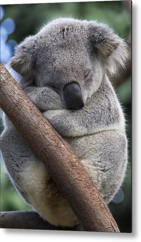 Feb0514 Metal Print featuring the photograph Koala Male Sleeping Australia by Suzi Eszterhas