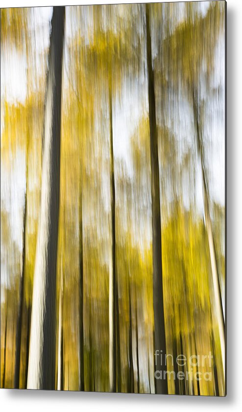 Abstract Metal Print featuring the photograph Larch In Abstract by Anne Gilbert