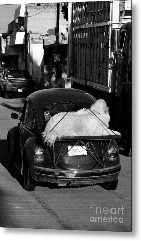 Volkswagen Metal Print featuring the photograph Large Dog on Beetle by John Harmon