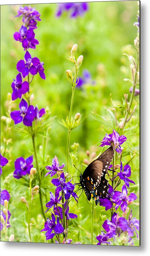 Fredericksburg Metal Print featuring the photograph Larkspur Visitor by Melinda Ledsome