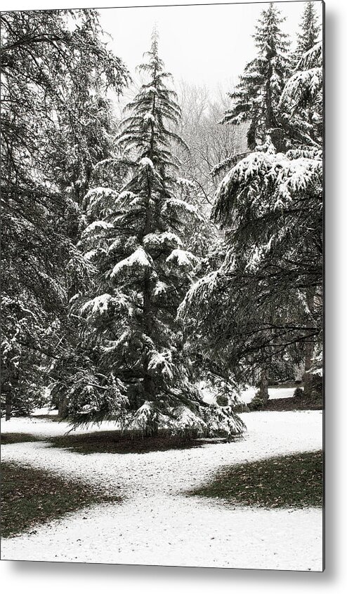 Aboretum Metal Print featuring the photograph Late Season Snow At The Park by Gary Slawsky