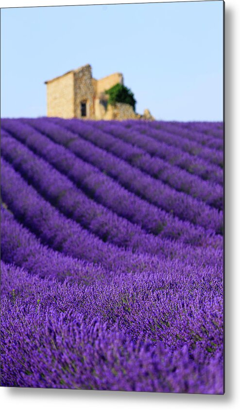Scenics Metal Print featuring the photograph Lavender Field At Sunset by Republica