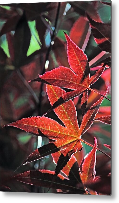 Exotic Tree Metal Print featuring the photograph Leaf Patterns lll by Theo OConnor