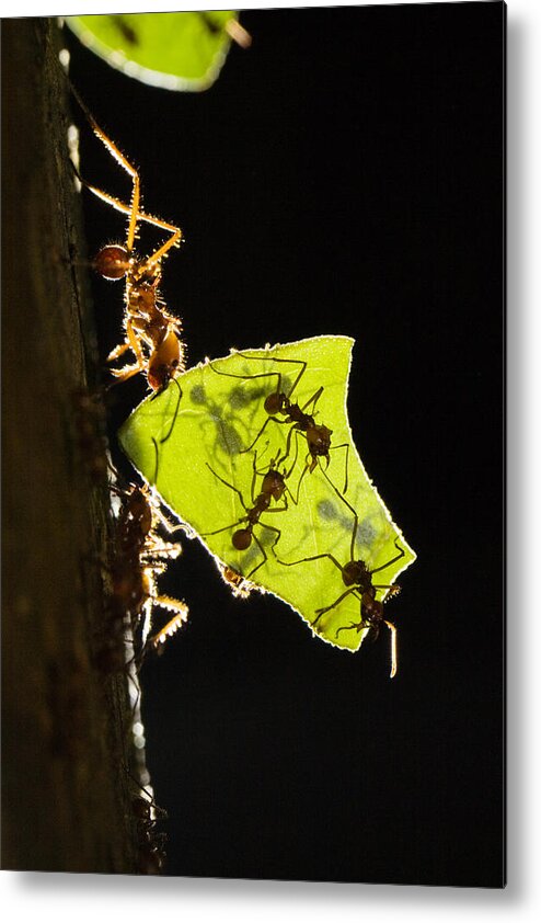 00198548 Metal Print featuring the photograph Leafcutter Ants Carrying Leaves by Konrad Wothe