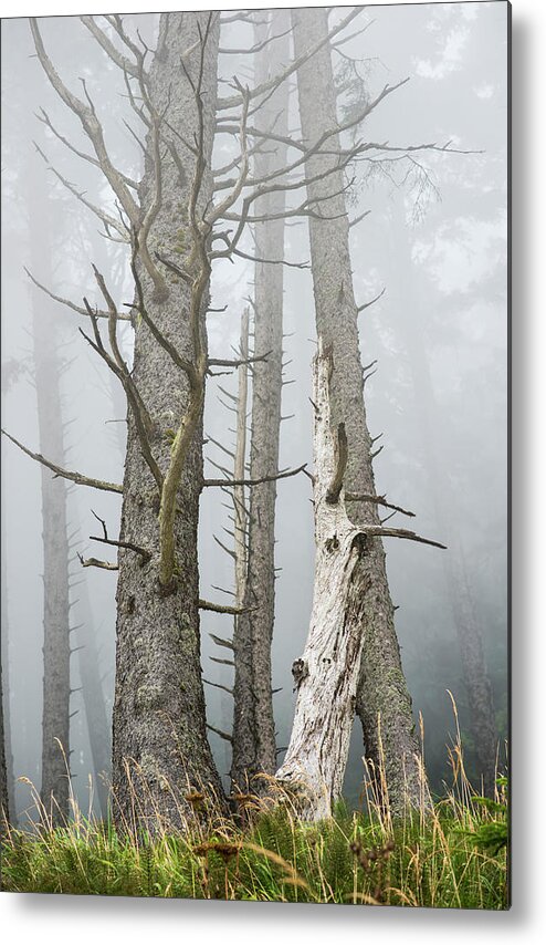 Dead Metal Print featuring the photograph Leafless Trees In The Fog Cannon by Robert L. Potts