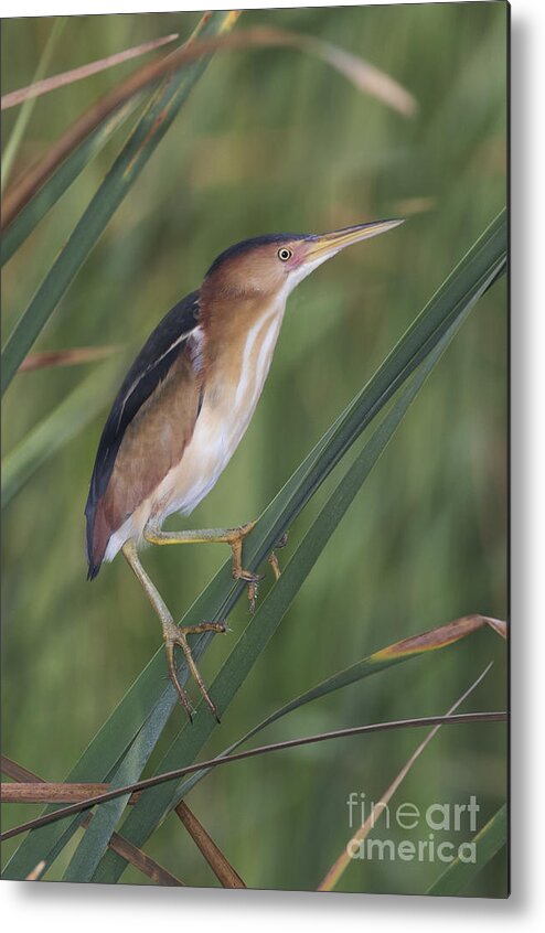 Least Bittern Metal Print featuring the photograph Least Bittern by Anthony Mercieca