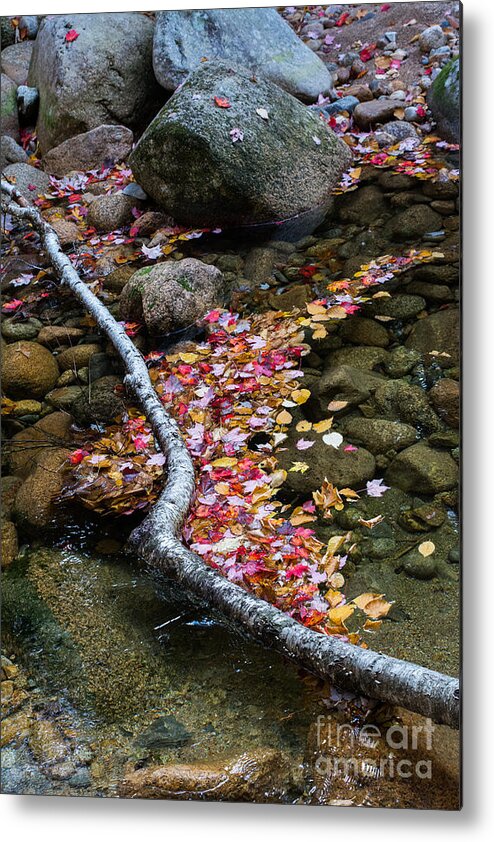 Autumn Metal Print featuring the photograph Leaves of Autumn by John Greco