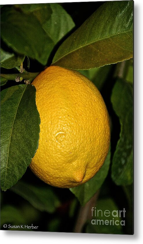Lemon Metal Print featuring the photograph Lemon Fresh by Susan Herber