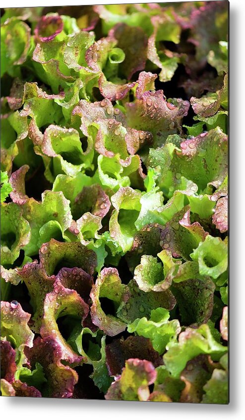 May Metal Print featuring the photograph Lettuce (lactuca Sativa) by Maria Mosolova/science Photo Library