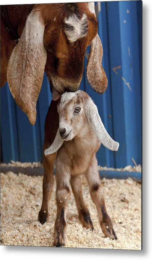 Goat Metal Print featuring the photograph Licked Clean by Caitlyn Grasso