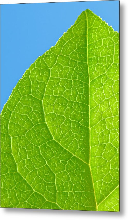 Nature Metal Print featuring the photograph Life of a Leaf by Joan Herwig