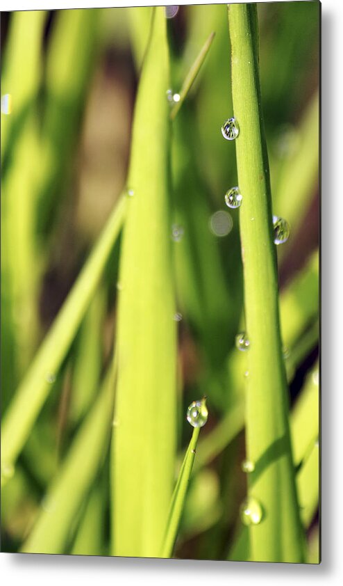 Dew Metal Print featuring the photograph Life Through a Drop by Jason Politte