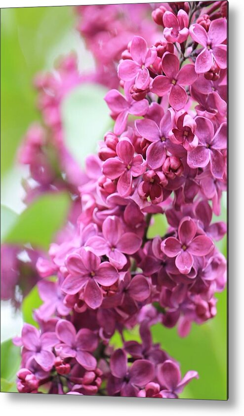 Lilacs Metal Print featuring the photograph Lilacs in Full Bloom by Michael Saunders