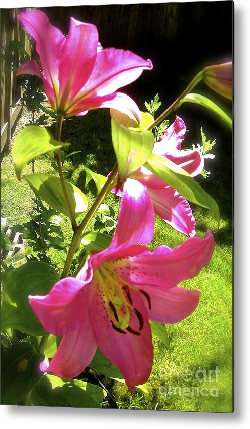 Flowers In The Garden Metal Print featuring the photograph Lilies in the garden by Sher Nasser