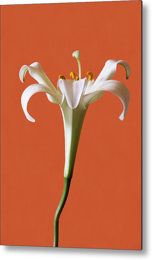 Stamens Metal Print featuring the photograph White Lily by Marina Kojukhova