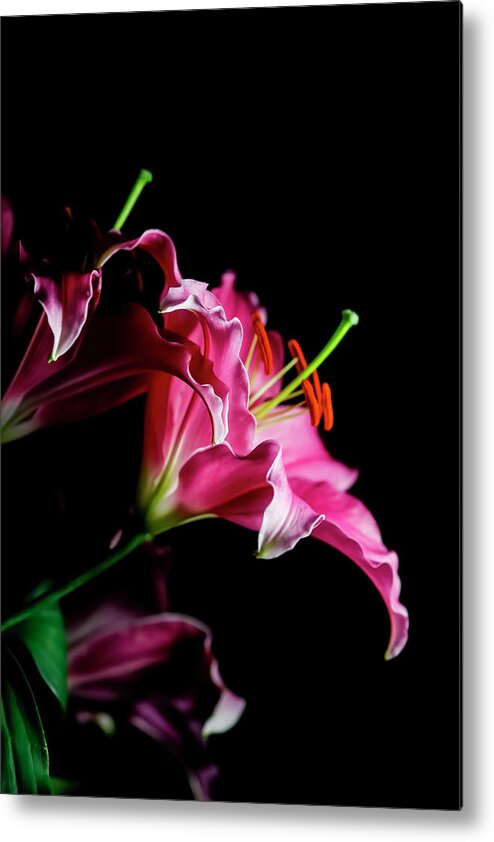 Black Background Metal Print featuring the photograph Lily Flowers Against Black Background by Westend61
