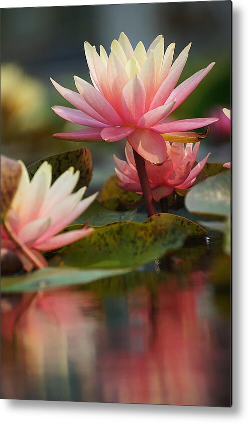 Water Lily Metal Print featuring the photograph Lily Reflections 2 by Leda Robertson