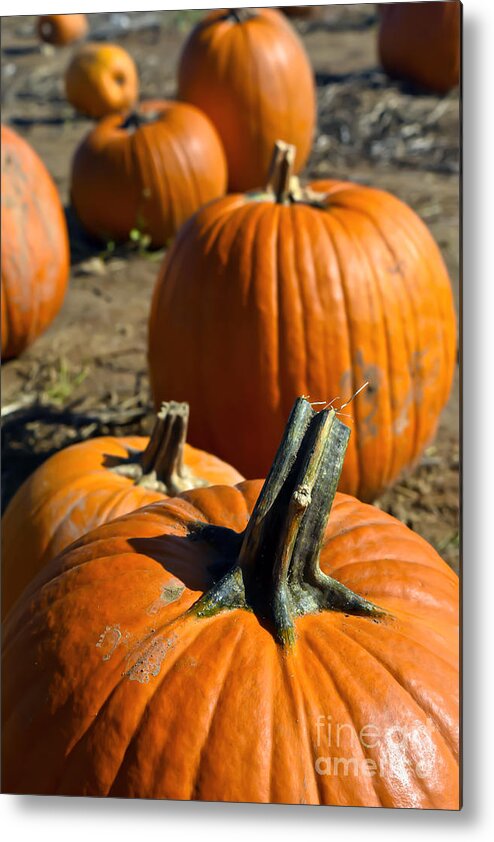 Field Metal Print featuring the photograph Line of Pumpkin by PatriZio M Busnel