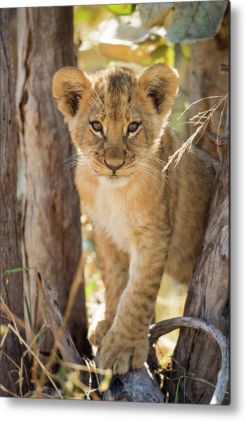 Botswana Metal Print featuring the photograph Lion Cub In Savuti Marsh, Botswana by Paul Souders