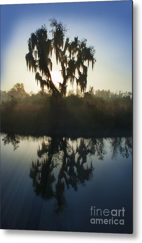 Live Oak Metal Print featuring the photograph Live oak with Spanish Moss in morning by Dan Friend