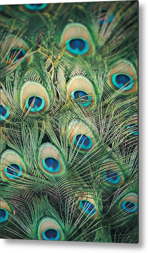 Peacock Metal Print featuring the photograph Loads of feathers by Nastasia Cook