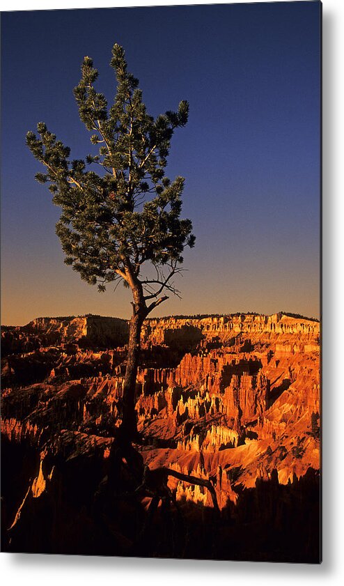 Bryce Canyon Metal Print featuring the photograph Lone Bryce Canyon Tree by Doug Davidson