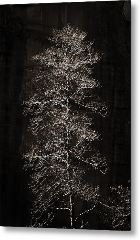 Tree Metal Print featuring the photograph Lone Tree by Bob Coates